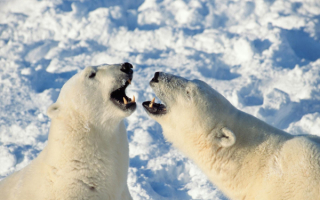 Белые медведи