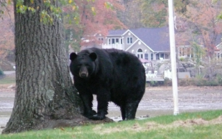 Медведь вышел к людям