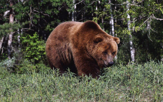 Медведь вышел из леса