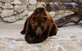 Бурый медведь в зоопарке