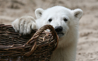 Медведь с корзиной