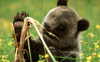 Медвежонок ест коренья