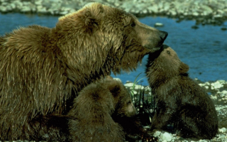 Мы  любим тебя Мама