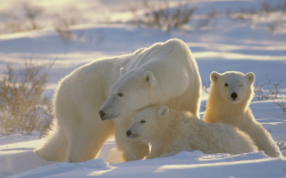 Медведица с медвежатами