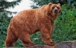 Большой бурый медведь