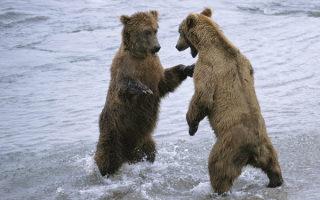 Здесь рыбы нет