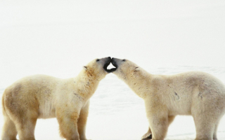 Медвежья любовь