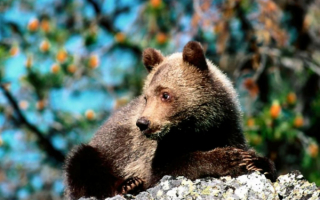 Медвежонок на камне