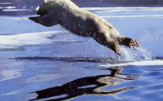 Медведь пловец