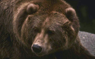 Бурый медведь