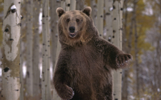 Бурый медведь в лесу