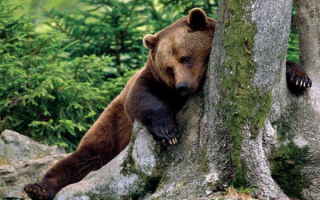 Медведь под деревом