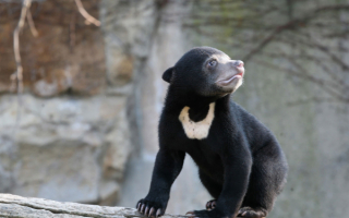 Молодой медведь