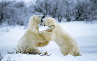 Молодые задиры