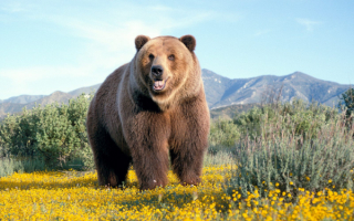 Медведь на поляне