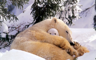 Медведи под елкой
