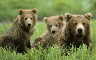 Медведи на лугу