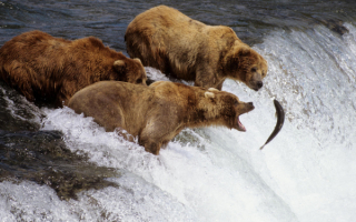 Медвежья рыбалка