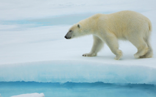 Белый медведь на льдине