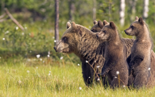 Медведица с тремя медвежатами