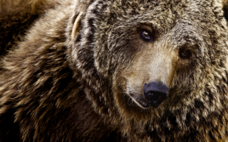 Голова медведя