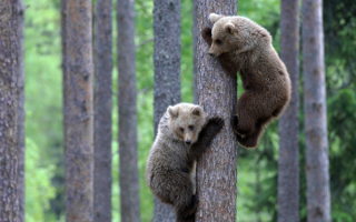 Медвежата на дереве