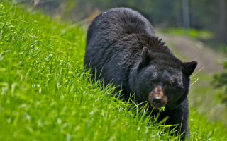 Медведь в траве