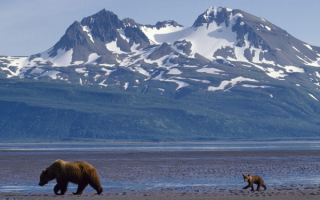 Медвежонок с медведицей