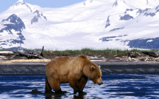 Медведь проснулся