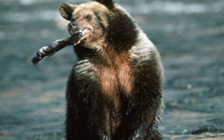 Медведь поймал рыбу