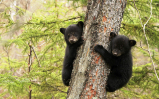 Два медвежонка на дереве