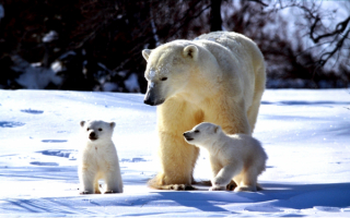 Белая медведица с двумя медвежатами