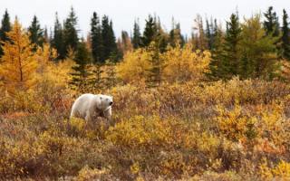 Белый медведь в лесотундре