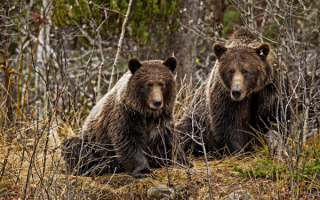 Бурые медведи на опушке леса