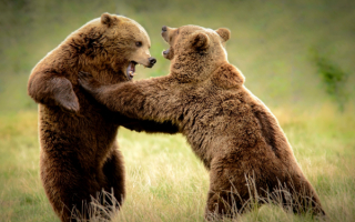 Вольная борьба медведей