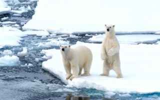 Два белых медведя на льдине