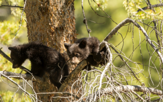 Медвежата забрались на дерево