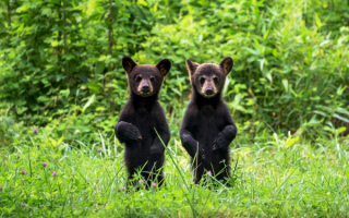 Два медвежонка