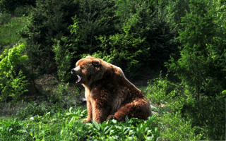 Бурый медведь на лесной поляне