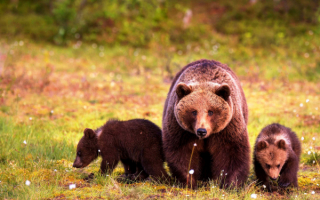 Медведица и два медвежонка на весенней поляне
