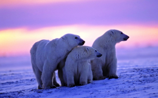 Три белых медведя