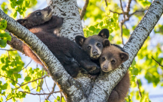Три медвежонка на дереве