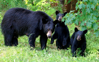 Черная медведица с медвежатами