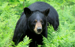 Черный медведь в папоротнике