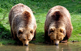 Медведи на водопое