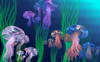 Красивые медузы