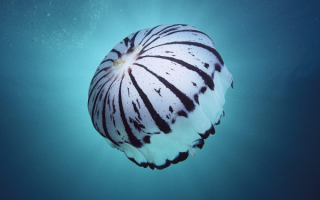 Полосатая медуза