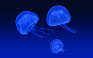 Три медузы