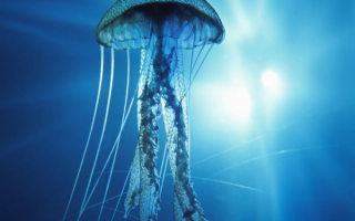 Медуза в лучах света
