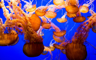 Коричневые медузы
